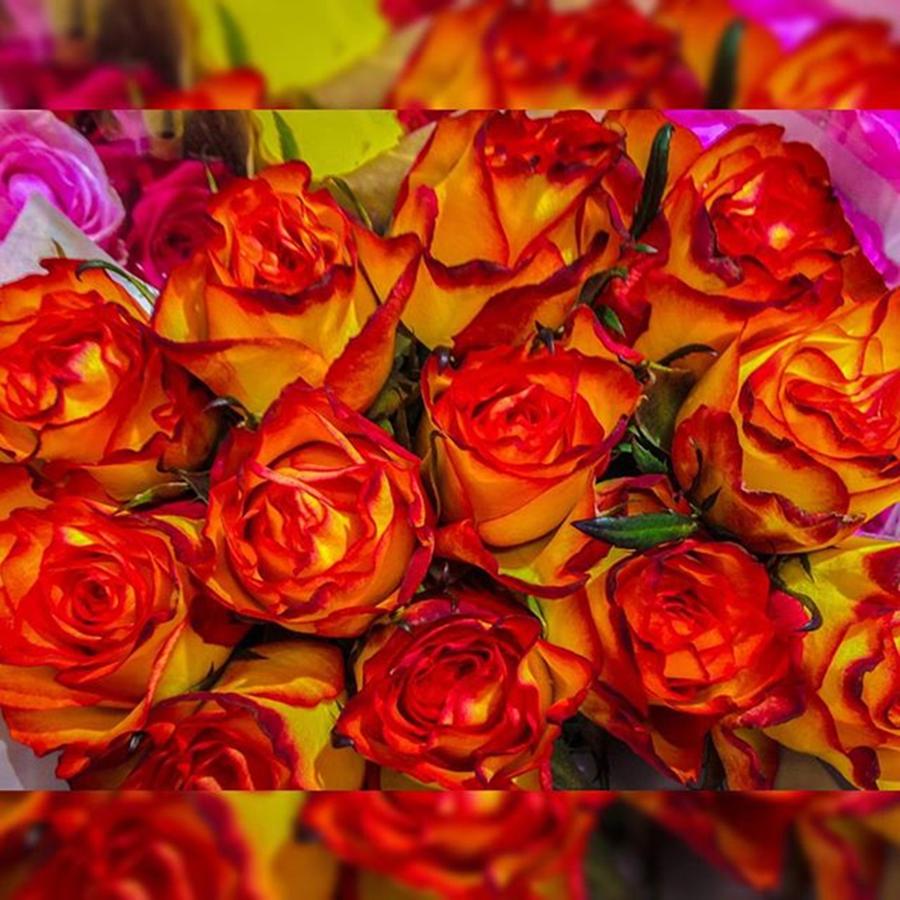 Summer Photograph - #roses #orange #colour #juice #vibrant by Sam Stratton