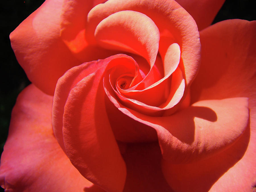 Roses Orange Rose Flower Spiral Artwork 4 Rose Garden Baslee Troutman Photograph by Patti Baslee