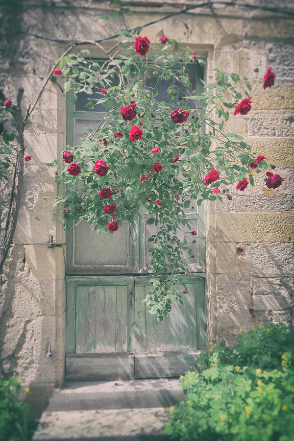 Roses over a French Door Photograph by Georgia Clare