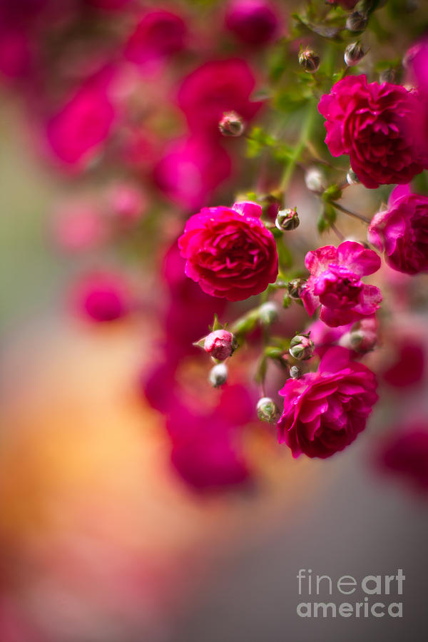 Roses Peace Photograph by Mike Reid | Fine Art America