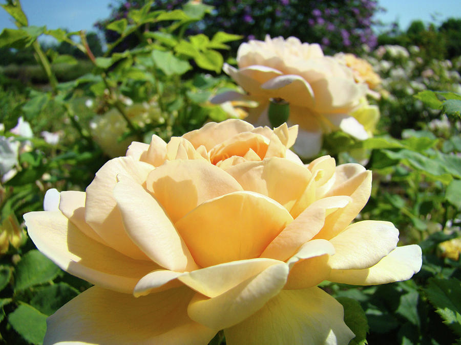 ROSES Peach Art Prints Rose Flowers Garden Baslee Troutman Photograph by Patti Baslee