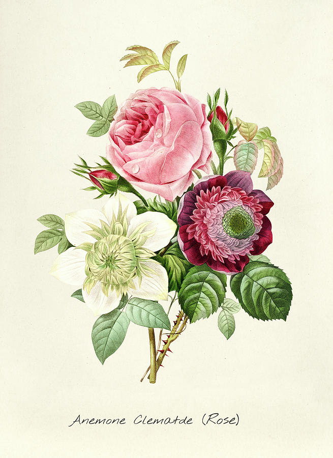 Roses Painting by Pierre Joseph Redoute - Pixels