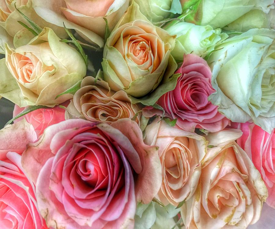 Roses- Pink and Cream by Marianna Mills Roses- Pink and Cream by Marianna Mills
