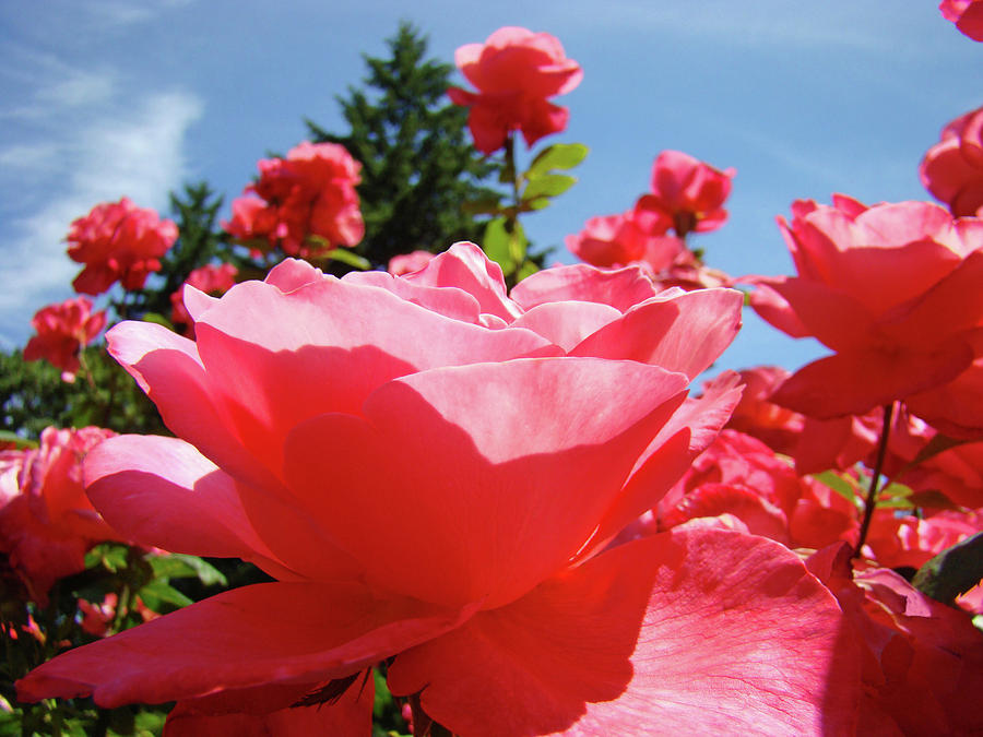 Roses Pink Rose Landscape Summer Blue Sky Art Prints Baslee Troutman Photograph by Patti Baslee