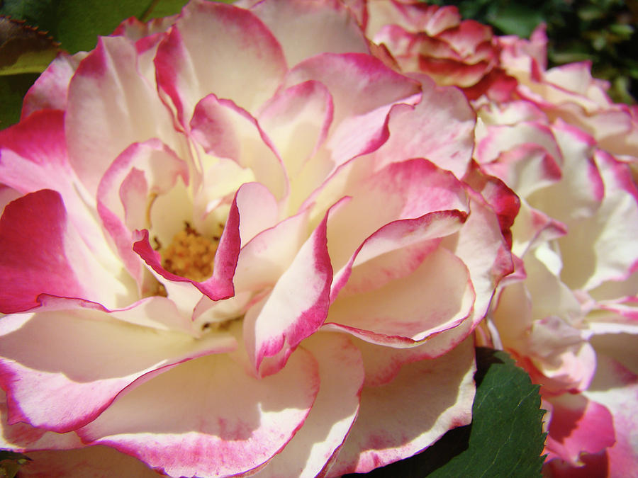 Roses Pink White Rose Flowers 4 Rose Garden Artwork Baslee Troutman Photograph by Patti Baslee