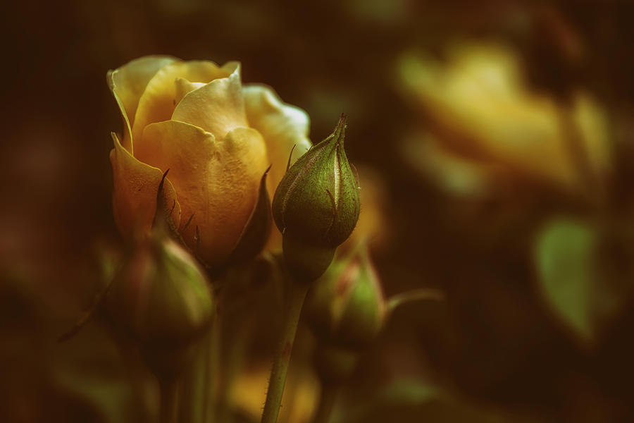 Flower Photograph - Roses by Plamen Petkov