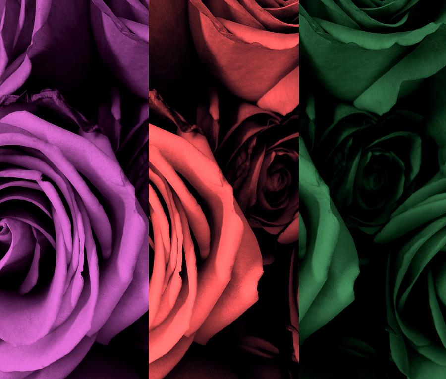 Roses - POP Photograph by Marianna Mills
