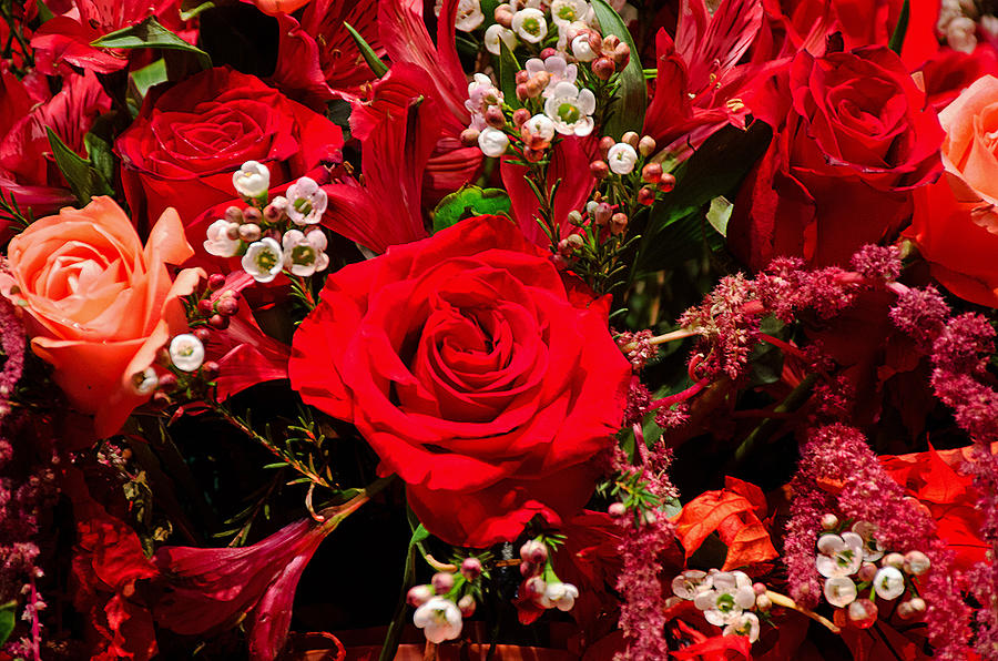 Roses, Roses and More Roses Photograph by Mark Carosiello