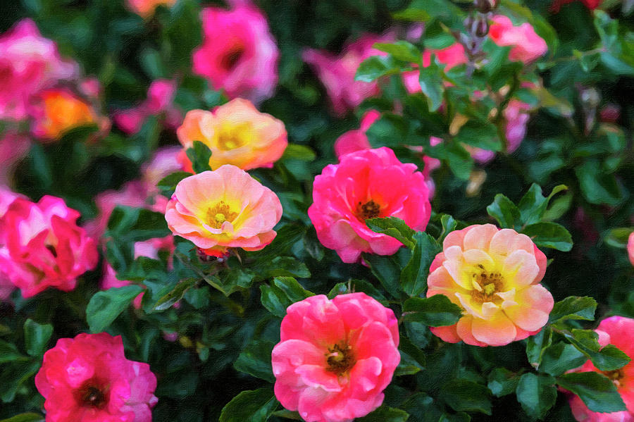 Roses Photograph - Roses by Roy Nierdieck Roses Photograph - Roses by Roy Nierdieck