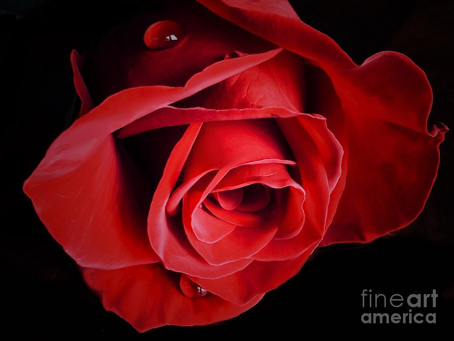 Roses Study 4 Photograph by Diana Rajala