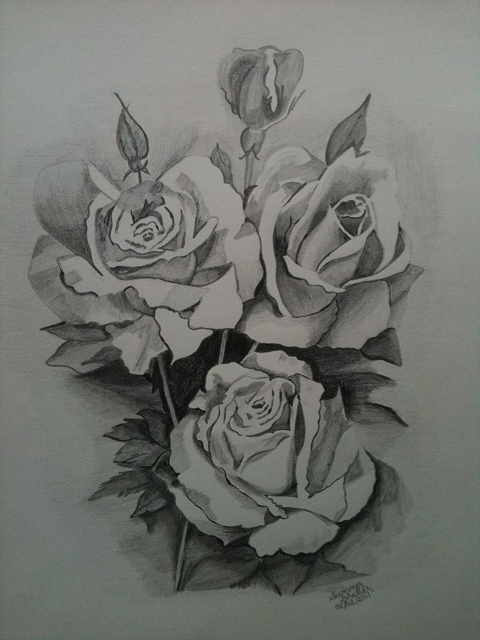 Rose Drawing - Roses by Summer Bhullar