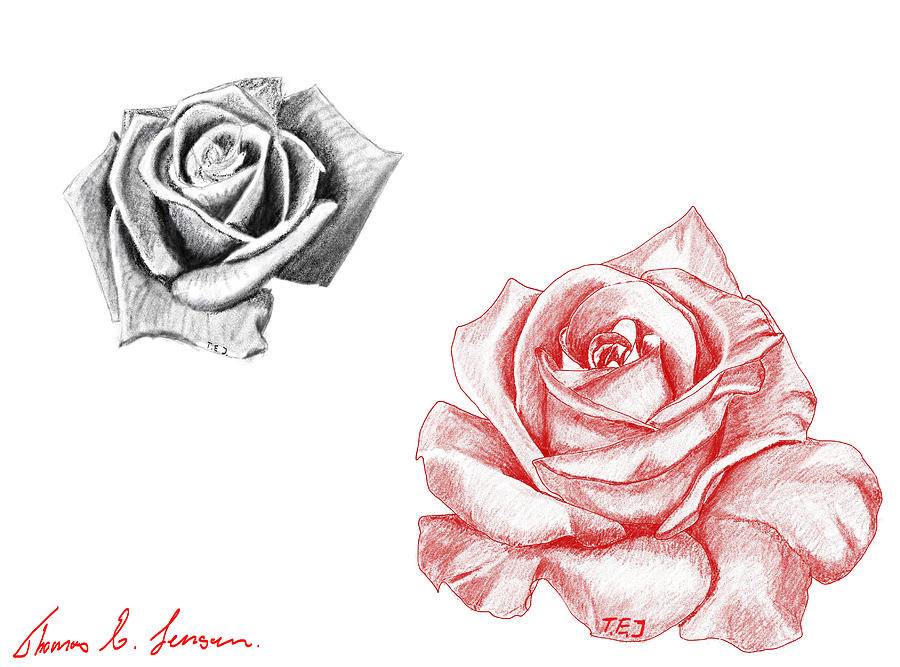 Roses Digital Art by ThomasE Jensen