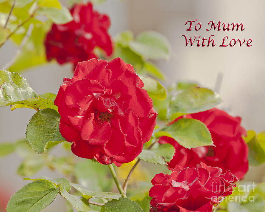 Nature Photograph - Roses To Mum With Love by Terri Waters