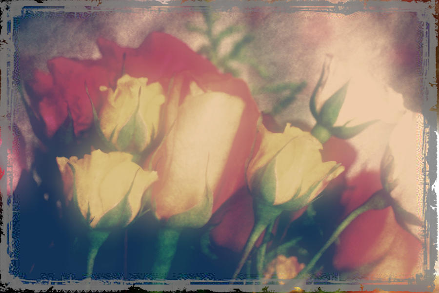 Roses Photograph by Toni Hopper