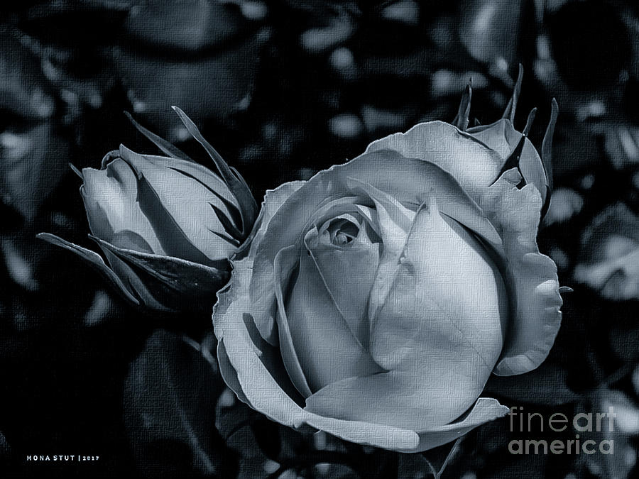 Delicate Roses BW Photograph by Mona Stut