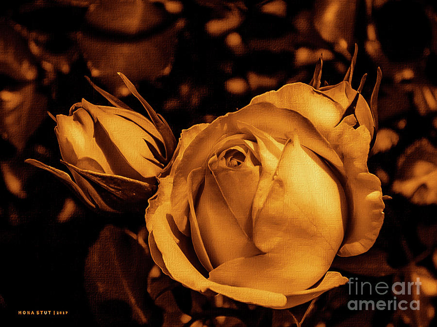 Delicate Roses Copper Golden Photograph by Mona Stut