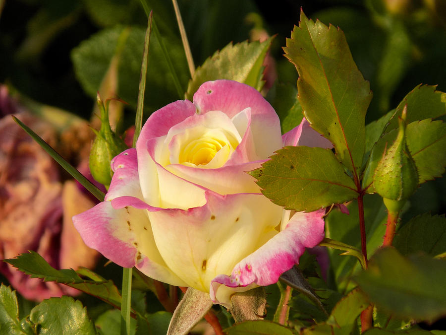 Nature Photograph - Roses Warm Hearts by William Tasker