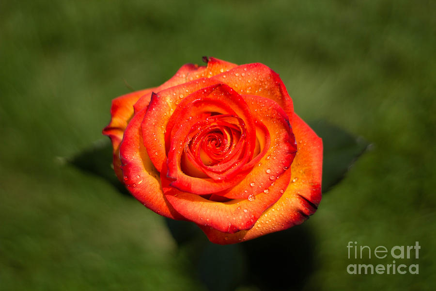 Rose Photograph - Roses Were Red by Lisa Knauff