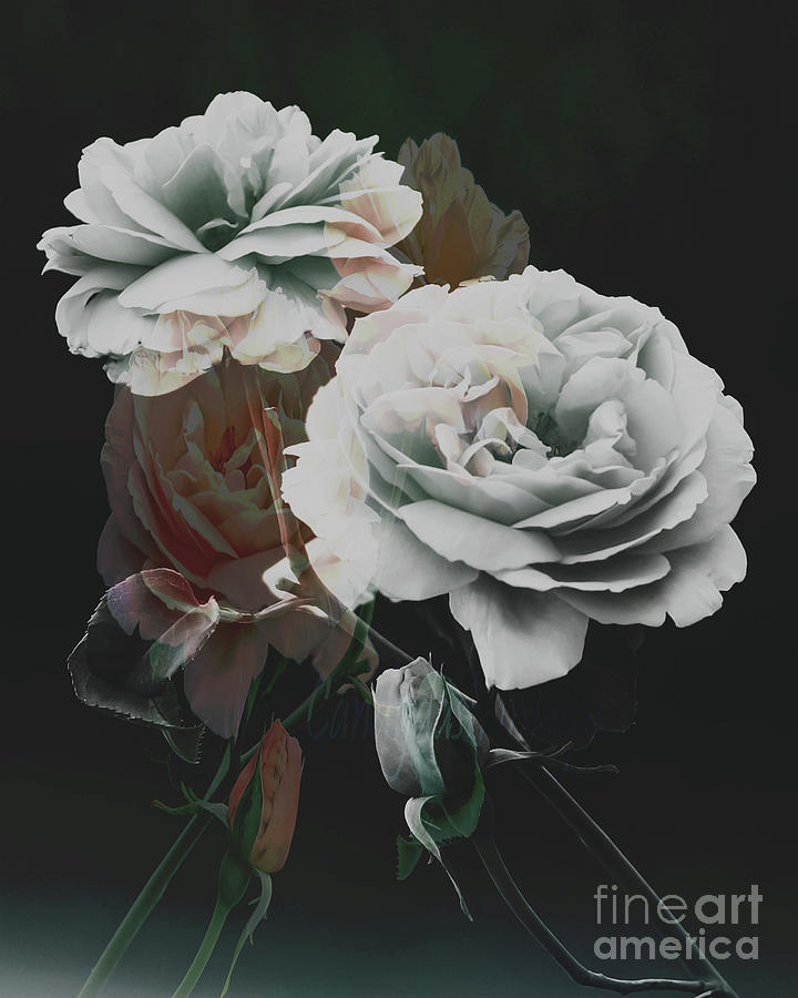 Roses2 Photograph by Candydash Images Roses2 Photograph by Candydash Images