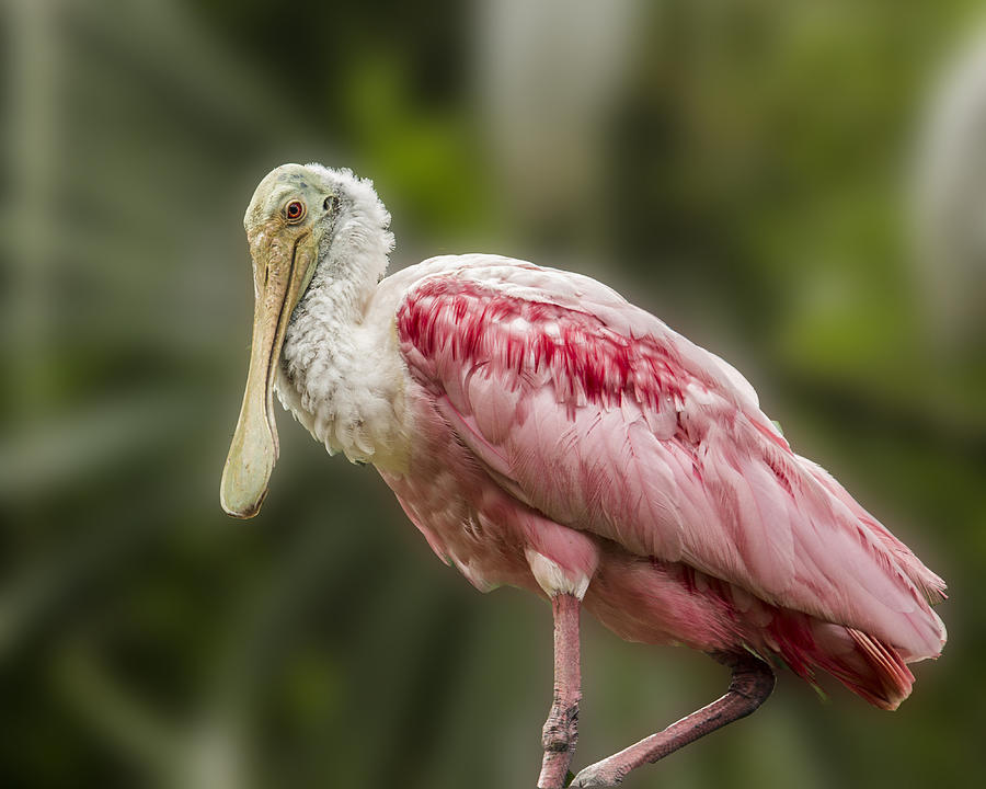 Rosette Spoonbill by Paula Porterfield-Izzo Rosette Spoonbill by Paula Porterfield-Izzo