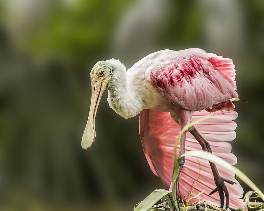 Rosette Spoonbill Wings by Paula Porterfield-Izzo Rosette Spoonbill Wings by Paula Porterfield-Izzo