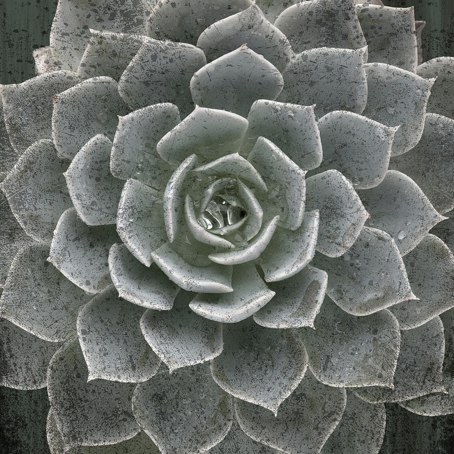 Rosette Succulent Square Crop Photograph