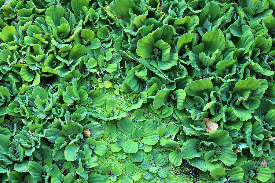 Rosette Water Lettuce Photograph by Viktor Savchenko