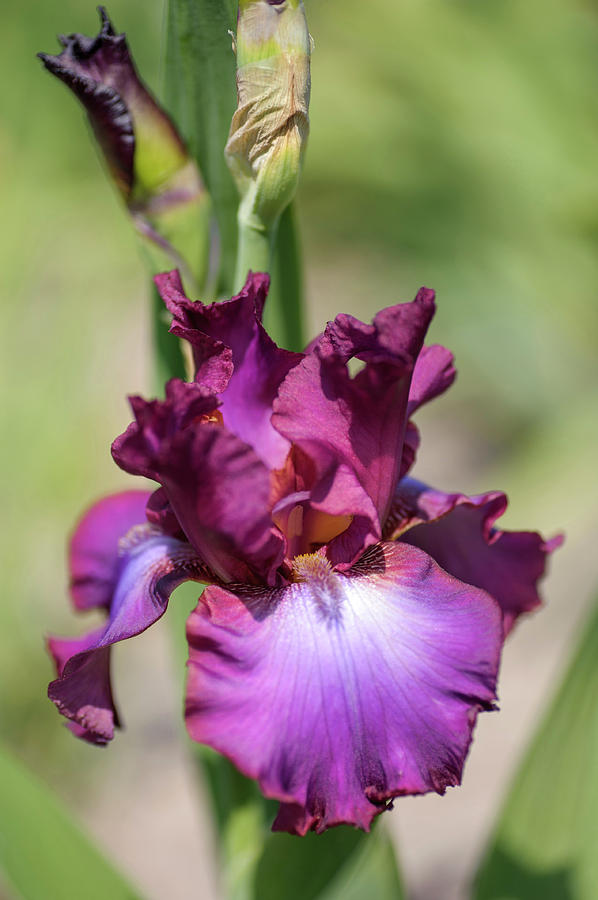 Rosette Wine. The Beauty of Irises Photograph by Jenny Rainbow