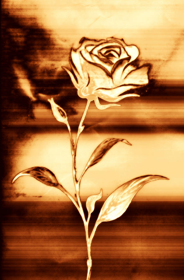 Rose Photograph - Rosewood by Dolly Mohr