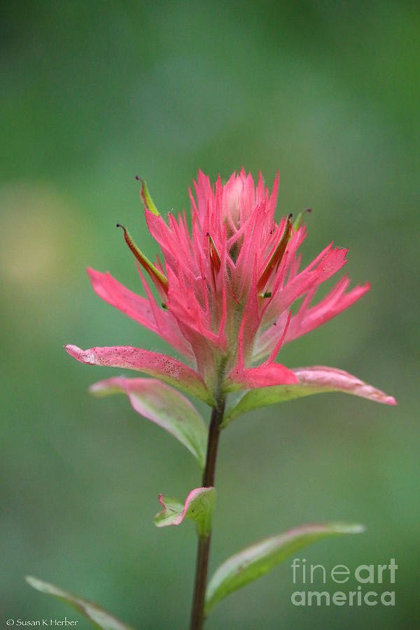 Rosey Paintbrush Photograph by Susan Herber