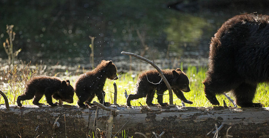 Rosie and Cubs Photograph by Max Waugh