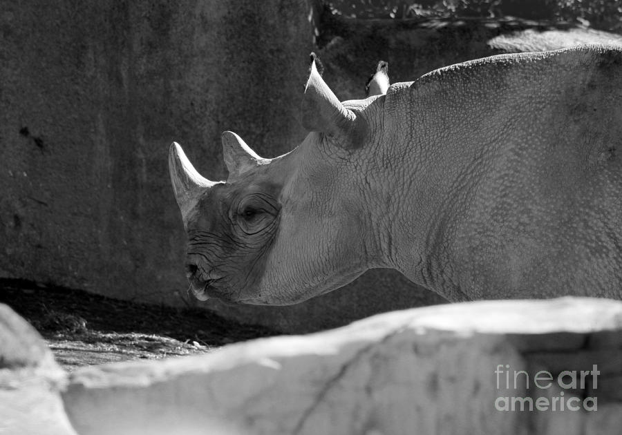 Rosie Rhino Black and White Photograph by Karen Adams