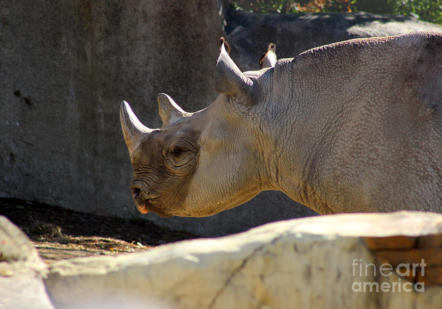 Rosie Rhino Photograph by Karen Adams
