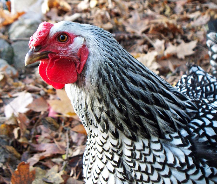 Rosie The Chicken Photograph by Joy Nichols
