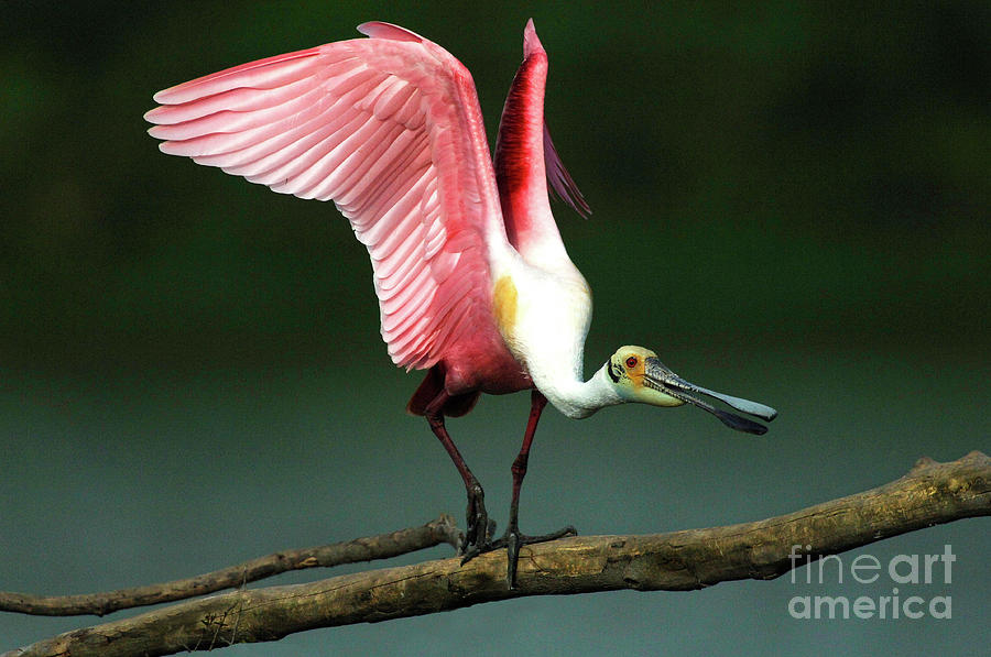 Rosiette Spoonbill Texas Photograph by Bob Christopher
