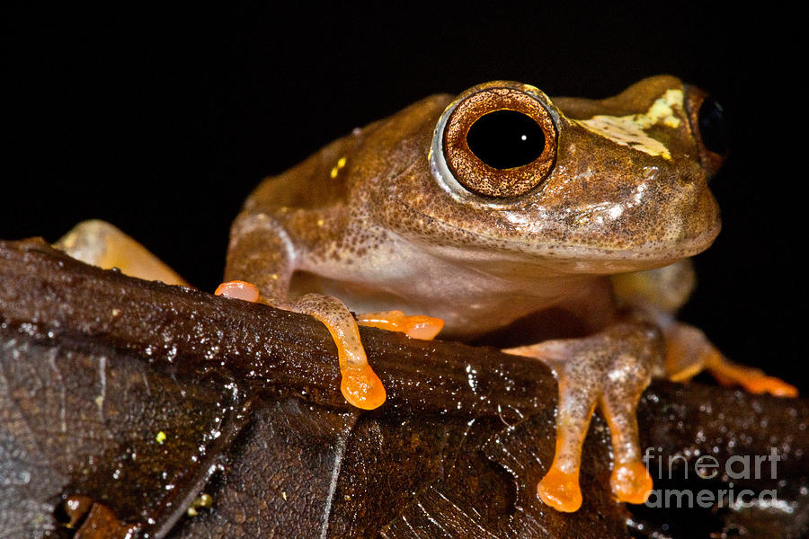 Ross Allens Treefrog Photograph by Dant Fenolio