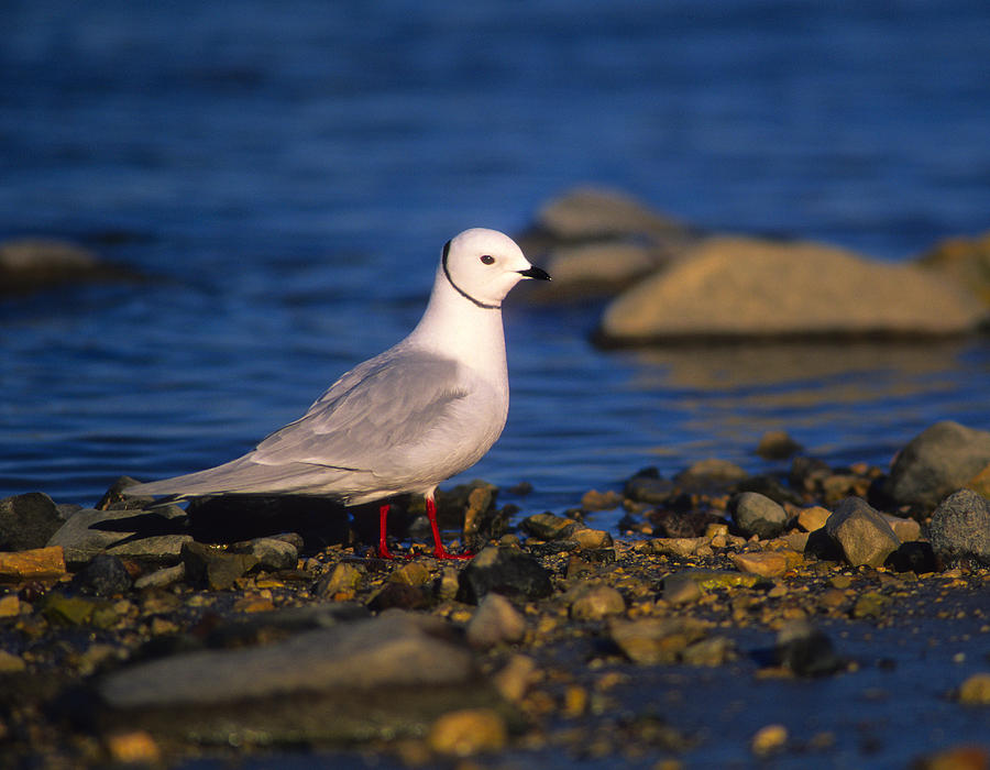 Rosss Gull Photograph by Tony Beck