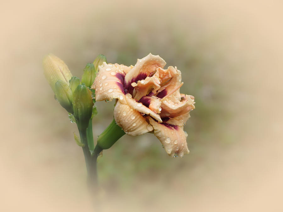 Lily Photograph - Roswitha - Daylily by MTBobbins Photography