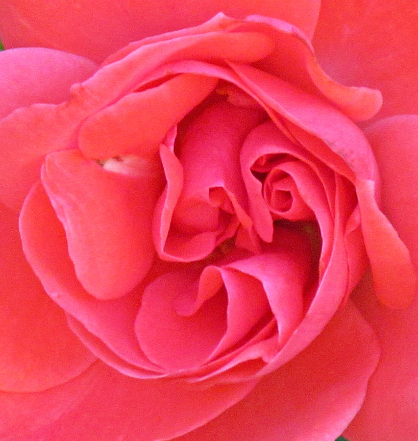 Rose Photograph - Rosy by Beverly Canterbury