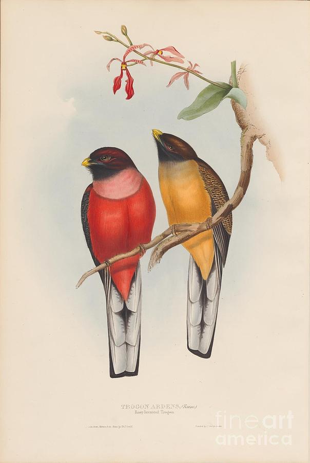Rosy-breasted Trogon Painting by Celestial Images