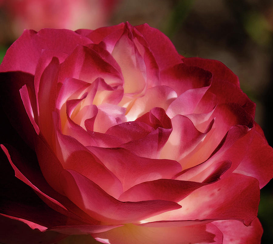 Rosy closeup Photograph by Ronda Ryan