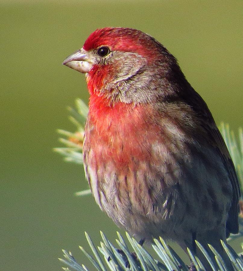 Rosy Evergreen Photograph by Lori Frisch - Fine Art America