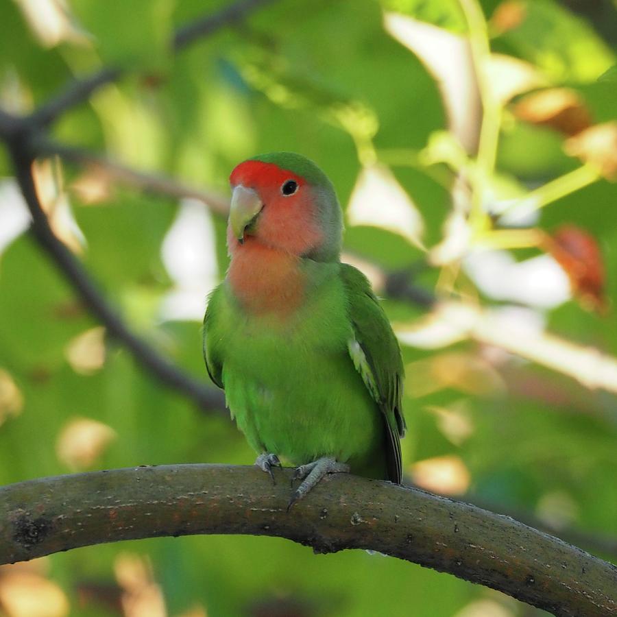 Lovebird Photograph - Rosy-faced Lovebird by Erynn Leigh