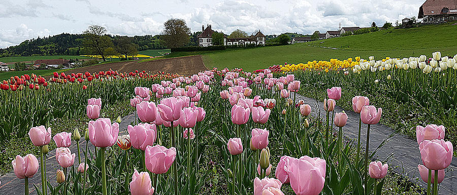 Rosy field Photograph by Felicia Tica