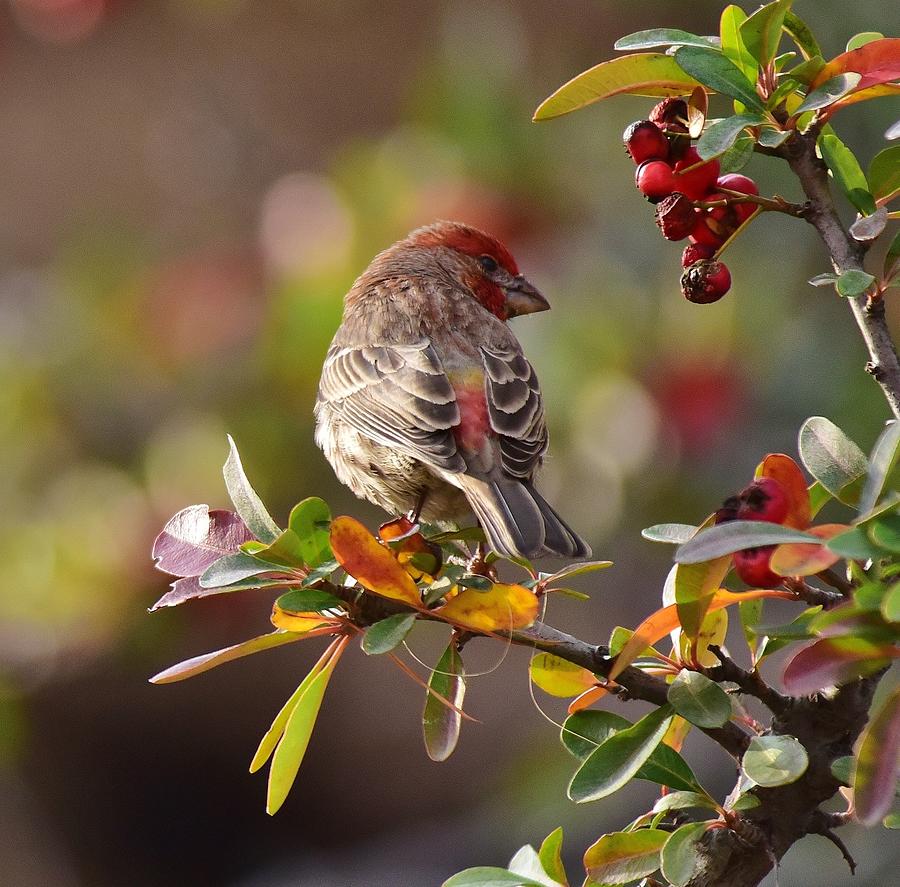 Rosy Finch and Red Berries 1 Photograph by Linda Brody