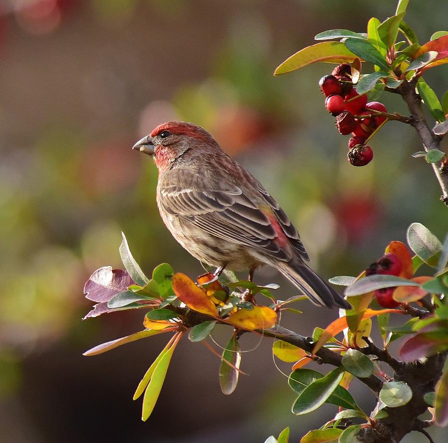 Rosy Finch and Red Berries 2 Photograph by Linda Brody