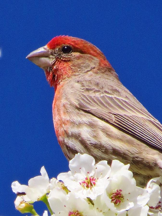 Bird Photograph - Rosy Finch in Blossoms by Lori Frisch