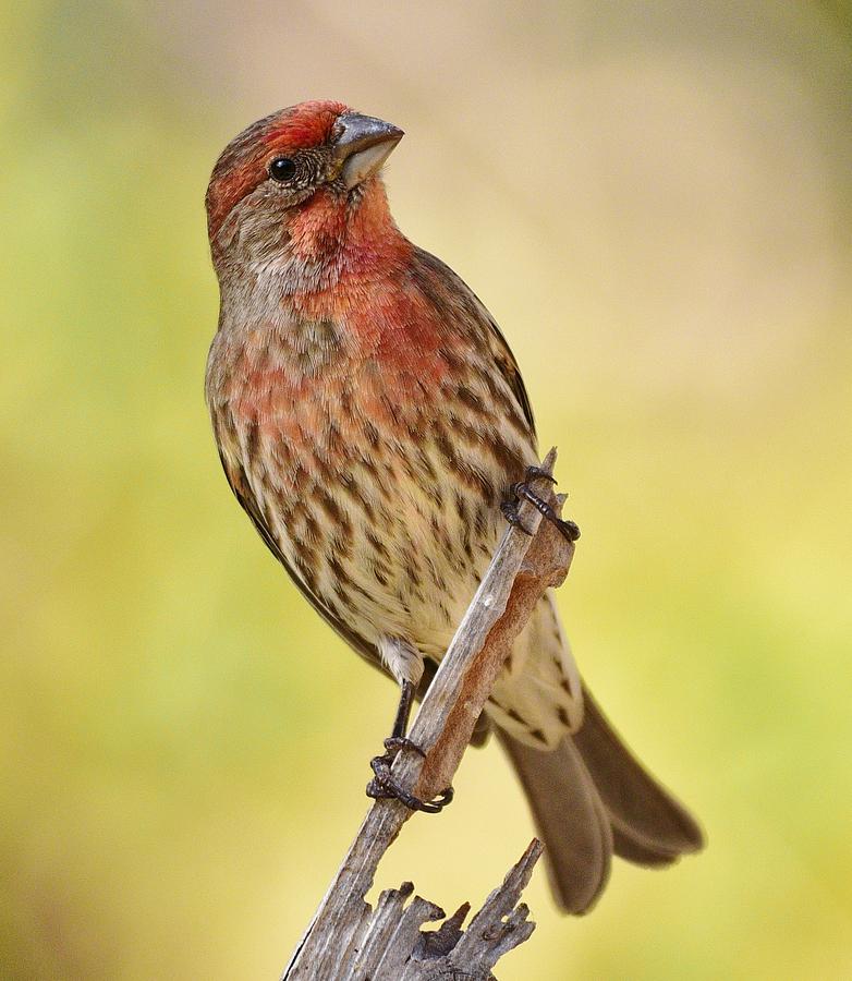 Finch Photograph - Rosy Finch Macro by Linda Brody