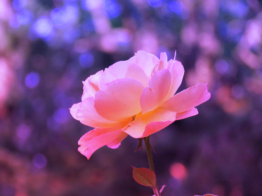 Rosy Glow Pink Rose - Floral Photography from the Garden Photograph by Brooks Garten Hauschild