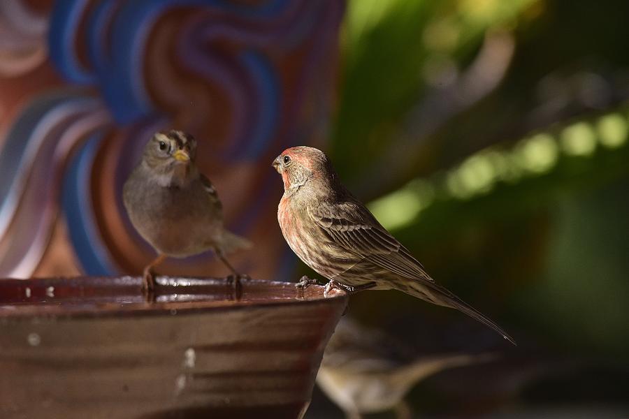 Rosy House Finch with White Crested Sparrows Photograph by Linda Brody